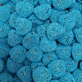 Mûres perlés bleu