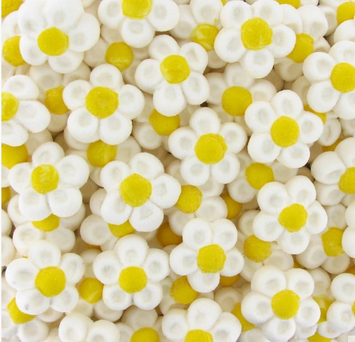 Guimauve fleurs blanche